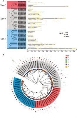 Genome-wide identification and expression analysis of the response regulator gene family in alfalfa (Medicago sativa L.) reveals their multifarious roles in stress response